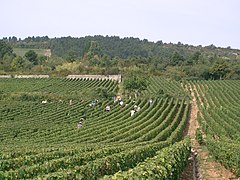 Vendanges à Meursault.