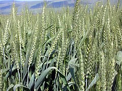 Buğday Triticum, doğal yaşam alanı Mezopotamya'dan tüm dünyaya yayılmıştır.
