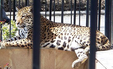 Jaguar (Panthera onca)