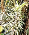 Tillandsia virescens