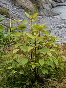 Aristotelia serrata in Westland NP 03.jpg