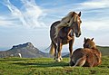 Pferde in den Bergen der westlichen Pyrenäen