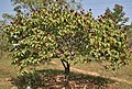 Bixa orellana con frutas en Hyderabad, India.