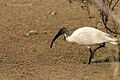 Black Headed IBIS Bharatpur , india