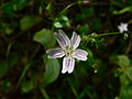 Claytonia sibirica