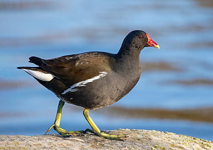 Common moorhen, by Alexis Lours