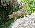 Felis chaus en Uttarakhand, India