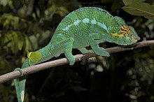 A green panther chameleon sitting on a branch