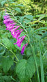 Gladiolus imbricatus (drepanium)