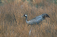 Pilkoji gervė (Grus grus)