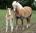 Merrie met veulen