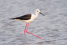 Himantopus himantopus - Pak Thale