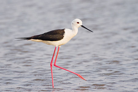 Black-winged stilt, by JJ Harrison