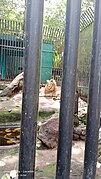 Lion on the cage or bars.jpg