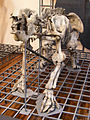 Esqueleto de megaterio (Megatherium americanum). Museo Nacional de Ciencias Naturales.