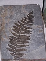 Neuropteris, fossiele varen