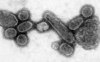 The reconstructed 1918 influenza virus