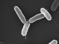 Salmonella typhimurium (Salmonella enterica ssp. I)