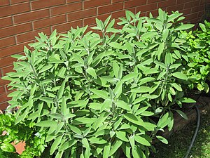 Salvia officinalis