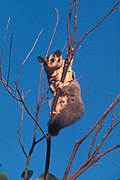 Squirrel glider hanging in tree - DPLA - 0b96d7a7c56b9fc9b0c7e0564d1b0cb7.jpg