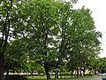 two Quercus robur , corner Charlottenstraße