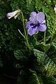 Streptocarpus formosus