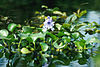 A plant floating on the surface of water, showing orbicular curved leaves and purple flowers