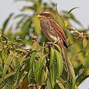 Yellow-billed shrike (Corvinella corvina corvina)