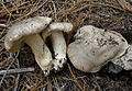 Tiger-Ritterling Tricholoma pardinum