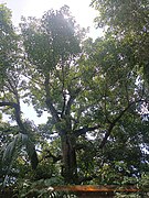 A tall greenish leafy multiple branched banyan tree ("Khongnaang" in Classical Meitei language) growing inside the Kangla Fort (Kangla Palace) as a part of a traditional Meitei royal garden.jpg