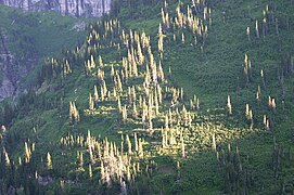 Forêt naturelle, hétérogène dans ses structures et classes d'âge.