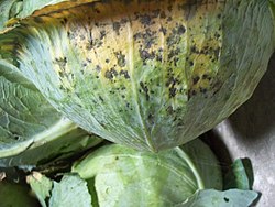 Alternaria brassicae (spikkelziekte)