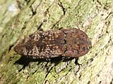 Cook Strait Click Beetle