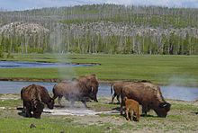 Bison near a hot spring in Yellowstone-750px.JPG