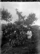 Blommande kaffebuskar med skuggträd. Modajag. Indonesien - SMVK - 022121.tif