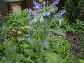 Borago officinalis.