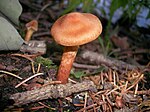 Toppig giftspindling (Cortinarius rubellus), dödlig