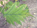 List Corylus avellana