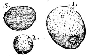 De rerum fossilium-010v-1.png