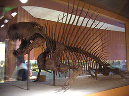 Dimetrodon grandis csontváz, National Museum of Natural History