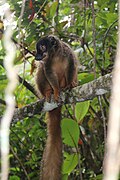 Eulemur fulvus - Varika.jpg