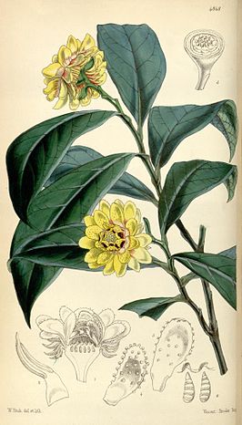 Eupomatiaceae