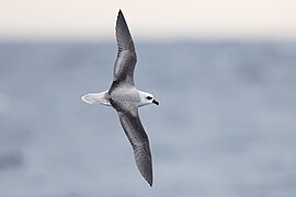 File-Pterodroma lessonii in flight 1 - SE Tasmania 2019