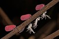 34 Flatid leaf bugs and nymphs (Phromnia rosea) uploaded by Charlesjsharp, nominated by Charlesjsharp