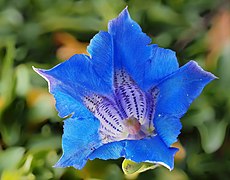 Gentiana acaulis (stemless gentian)