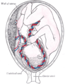 Fetus in uter, între a cincea și a șasea lună.