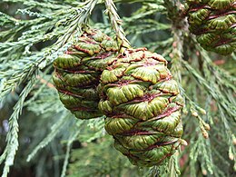 Didysis mamutmedis (Sequoiadendron giganteum)