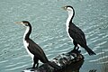 Immature and adult, New Zealand