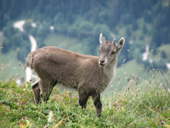 Un jeune bouquetin (Capra ibex). Pouvant mesurer jusqu’à 1,60 mètre, il vit principalement dans les Alpes. (définition réelle 2 816 × 2 112)