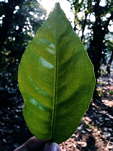 柑橘類の葉。油点の存在に注目。